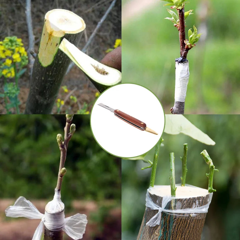 Cortador De Enxerto De Aço Inoxidável Dobrável Faca De Poda Ferramenta De Jardim Profissional